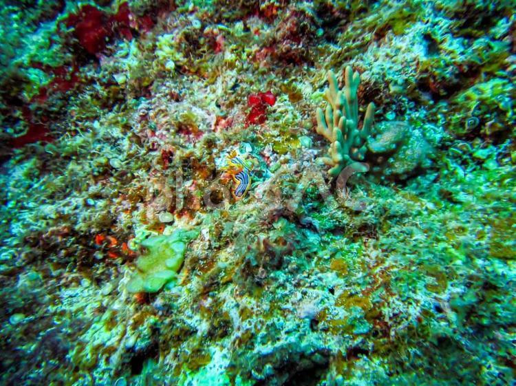 宮古島・ウミウシ 海,ウミウシ,スキューバーの写真素材
