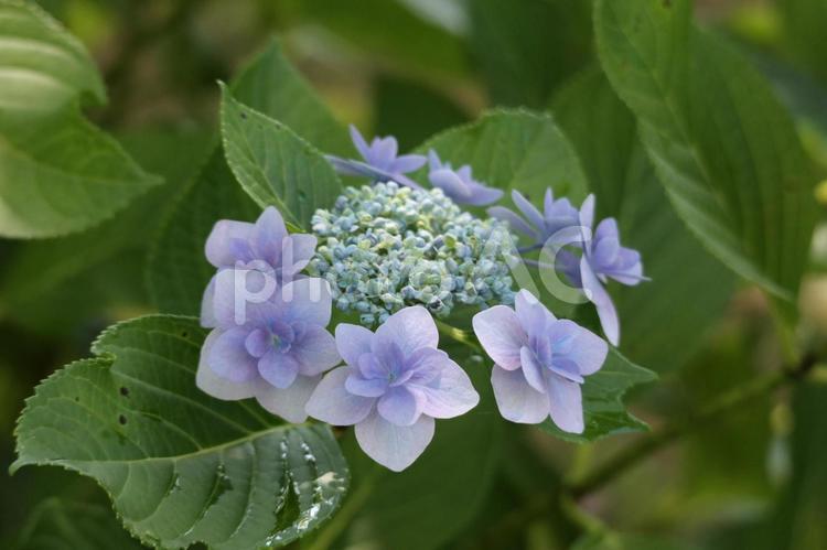 雨上がりのあじさいの花 アジサイ,紫陽花,初夏の陽気の写真素材