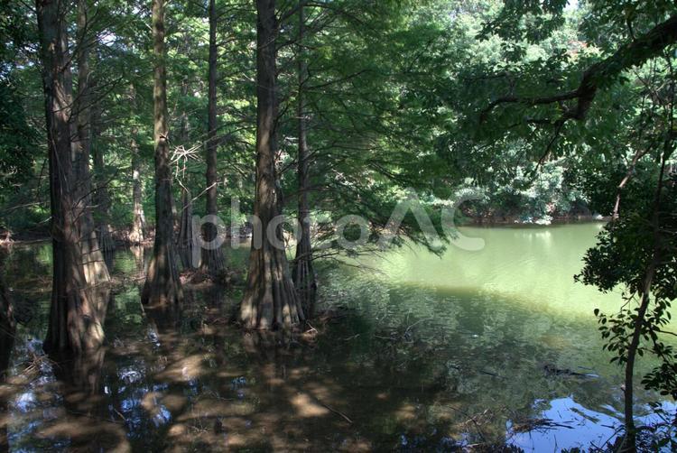 水辺の針葉樹　風景 水辺,針葉樹,ラクウショウの写真素材