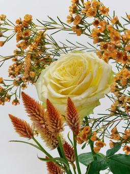 黄色のバラとオレンジ色の花 花,バラ,ワックスフラワーの写真素材