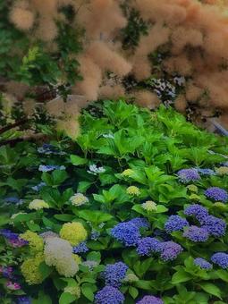 庭先の風景 庭先の風景 紫陽花,アジサイ,スモークツリーの写真素材