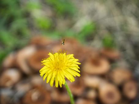 秋風に舞う小さな命 秋風に舞う小さな命 たんぽぽ,花,虫の写真素材
