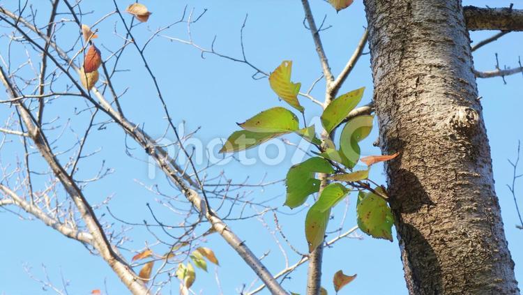 冬素材：木枯らし 冬,森,山の写真素材