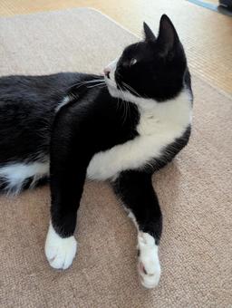 Relaxing Cat 7, JPG