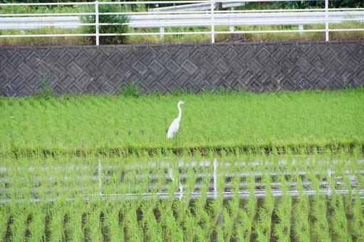 サギ サギの写真