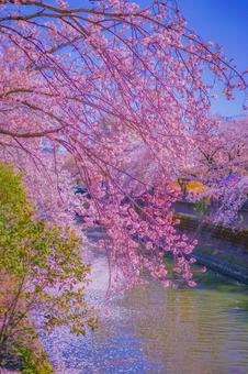 桜の枝と水面の反射 桜,枝,水面の写真素材