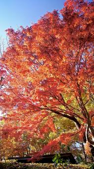 紅葉-1349 紅葉,モミジ,赤の写真素材