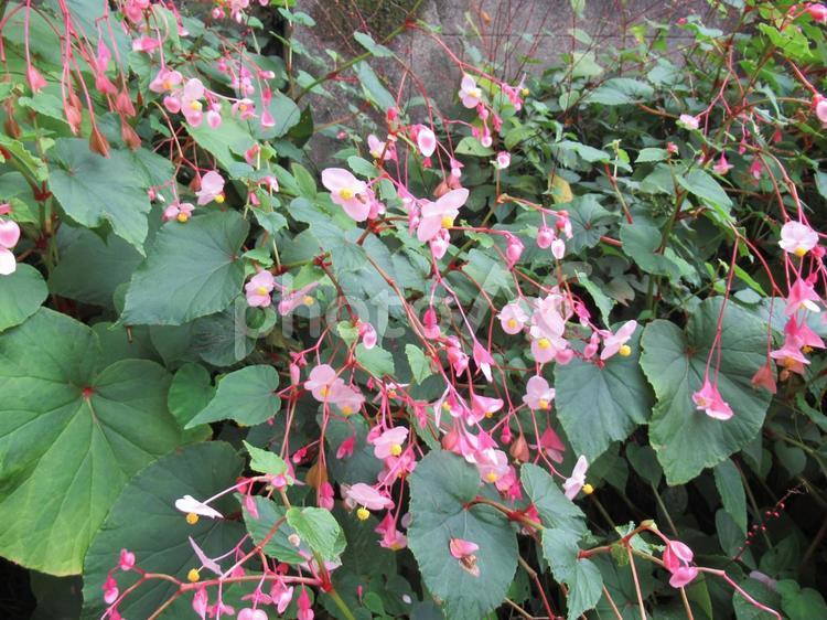 住宅地の石垣に自生するシュウカイドウ シュウカイドウ,花,植物の写真素材