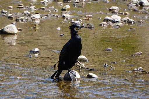 川で休むカワウ1　鳥素材　景色　風景 川鵜,カツオドリ目,湖の写真素材