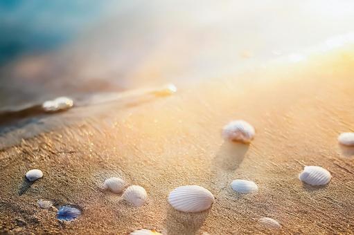 砂浜の白い貝殻 砂浜の白い貝殻の写真