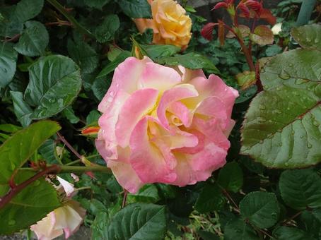 Rose, JPG Rose, JPG