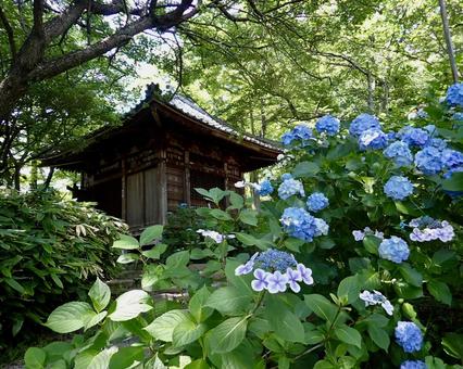 雨引観音のあじさい 紫陽花,あじさい,紫の写真素材