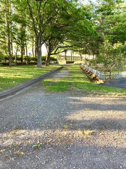 公園の小径 公園の小径 小径,公園,散歩道の写真素材