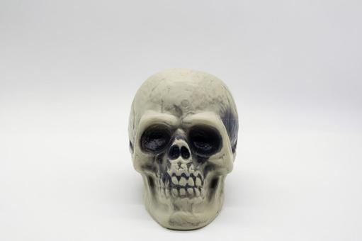 白背景に置かれた頭蓋骨 頭蓋骨,骨,髑髏の写真素材