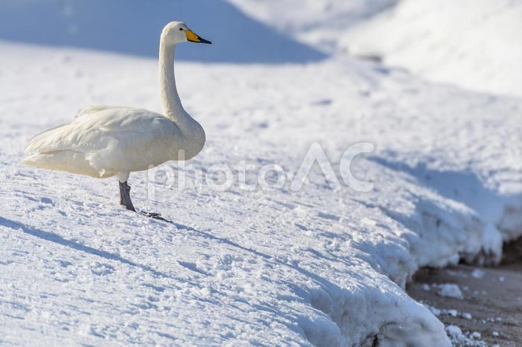 雪の海岸に立つ一羽の白鳥。青森、合浦公園 白鳥,鳥,野鳥の写真素材