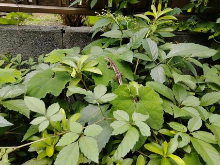 葉っぱの上のトカゲの写真