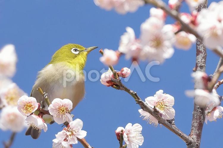 青空と白梅とメジロ メジロ,目白,留鳥の写真素材