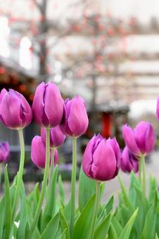 チューリップの写真