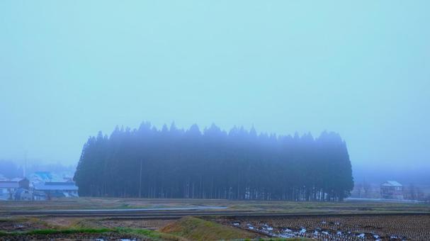 まもなく冬 冬,雪,林の写真素材