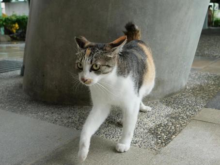 台湾　駅　野良猫 野良猫,地域猫,猫の写真素材