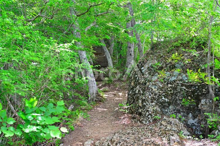 新緑の袋田の滝（茨城袋田） 新緑,山道,自然の写真素材