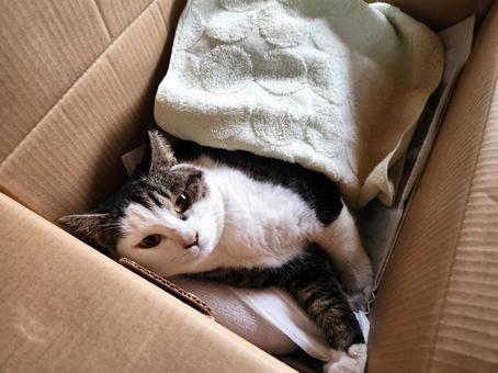 ダンボールで保護 ダンボールで保護 猫,ねこ,子猫の写真素材