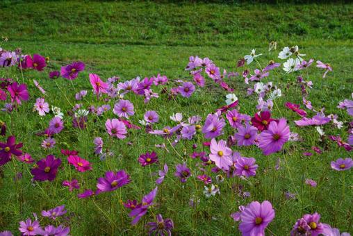コスモス コスモス,秋,花の写真素材