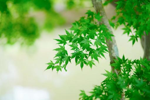 緑の紅葉 緑の紅葉の写真
