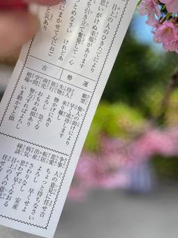 おみくじで運試し おみくじで運試しの写真