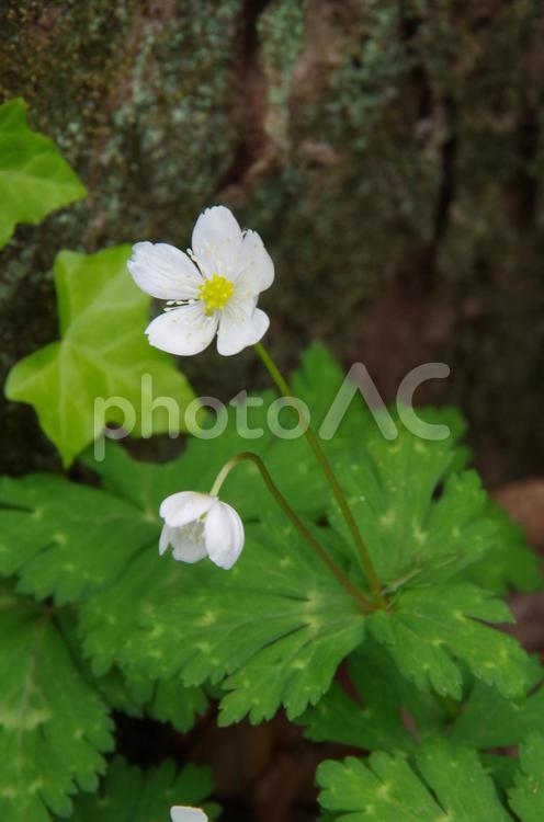 林床の二輪草 二輪草,山野草,植物の写真素材