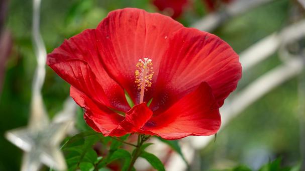 真っ赤なアメリカフヨウの花 真っ赤なアメリカフヨウの花 アメリカフヨウ,花,植物の写真素材