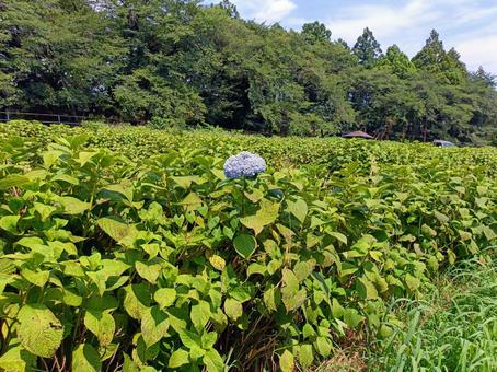 高原に咲く一輪の紫陽花 紫陽花,花,植物の写真素材