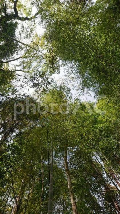見上げる竹林 竹林,緑,新緑の写真素材