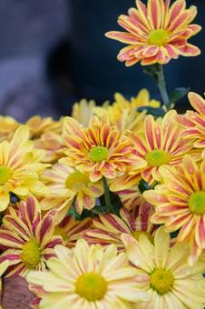 雨に濡れた黄色と赤の菊 菊,花,植物の写真素材