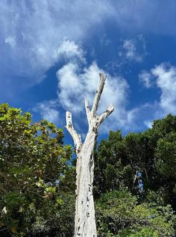空に伸びる白木 空に伸びる白木の写真