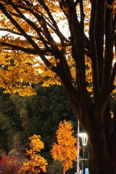夕暮れの公園 街灯とケヤキの紅葉 紅葉,黄葉,秋の写真素材