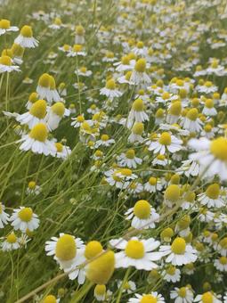 カモミール カモミール,花畑,植物の写真素材