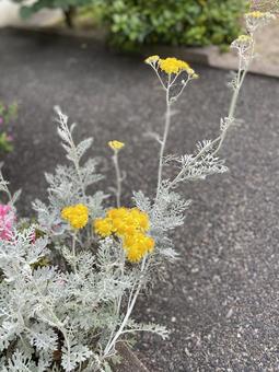 シロタエギク シロタエギク,白妙菊,黄色の写真素材