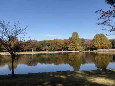 池に映る景色 木,池,公園の写真素材