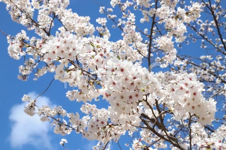 さくらソメイヨシノ 花木,さくら,桜の写真素材