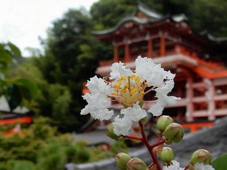 【花の写真】白い百日紅の花 【花の写真】白い百日紅の花の写真