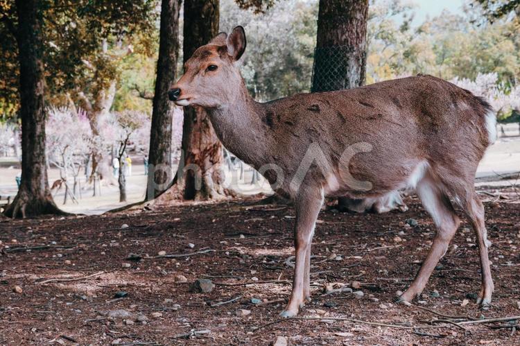 今日もお客様が多いな 鹿,シカ,奈良の写真素材