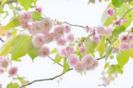 梅護寺数珠掛桜 梅護寺数珠掛桜,花,ピンクの写真素材