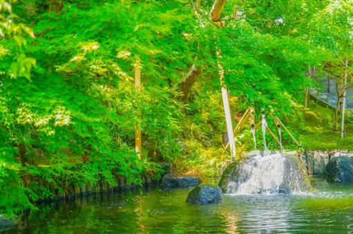 清流と緑の日本庭園 水,緑,木の写真素材