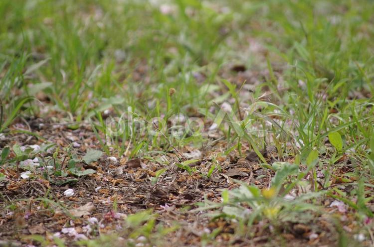 雑草目線でみる野草の風景 雑草,草,地面の写真素材