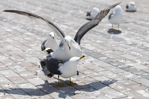 Photo, female cat, black-tailed gulls at kabushima shrine, two black-tailed gulls, 