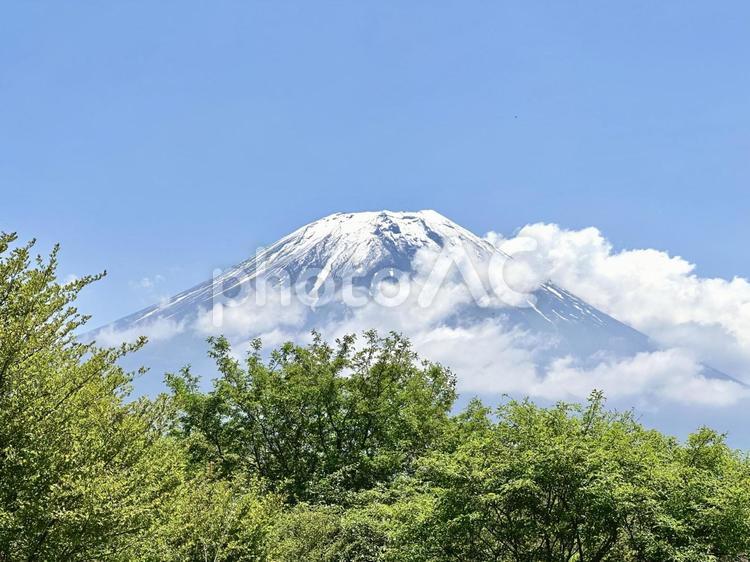 新緑の木々と春の富士山 富士山,自然,風景の写真素材