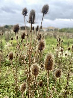 とげとげの植物 ドライフラワー,植物,野草の写真素材