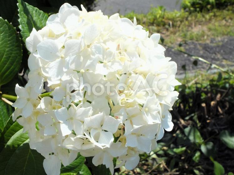 純白のアジサイ 白い,紫陽花,花の写真素材