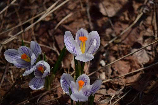 Flower blooming in the field, early spring, the season, spring, JPG